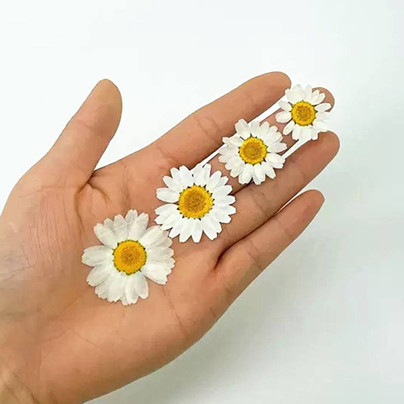 100 pièces de spécimens de pla - Home Decor Manufacturers avis et prix
