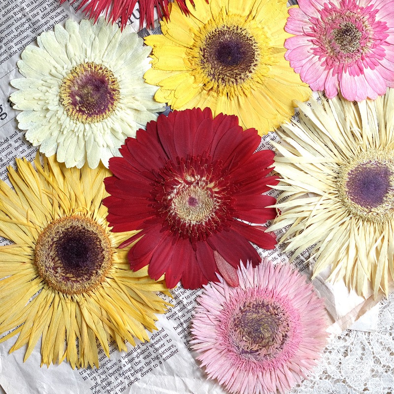 1 pièces/7-9 cm, fleurs séchée - Home Decor Manufacturers avis et prix