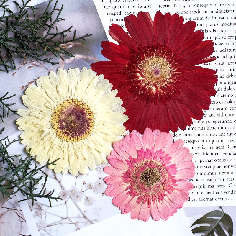 1 pièces/7-9 cm, fleurs séchée - Home Decor Manufacturers avis et prix