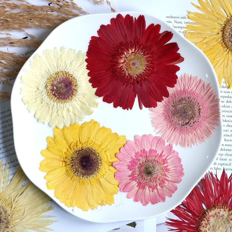 1 pièces/7-9 cm, fleurs séchée - Home Decor Manufacturers avis et prix
